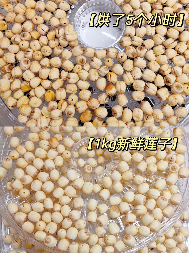 新鲜莲子烘干教程