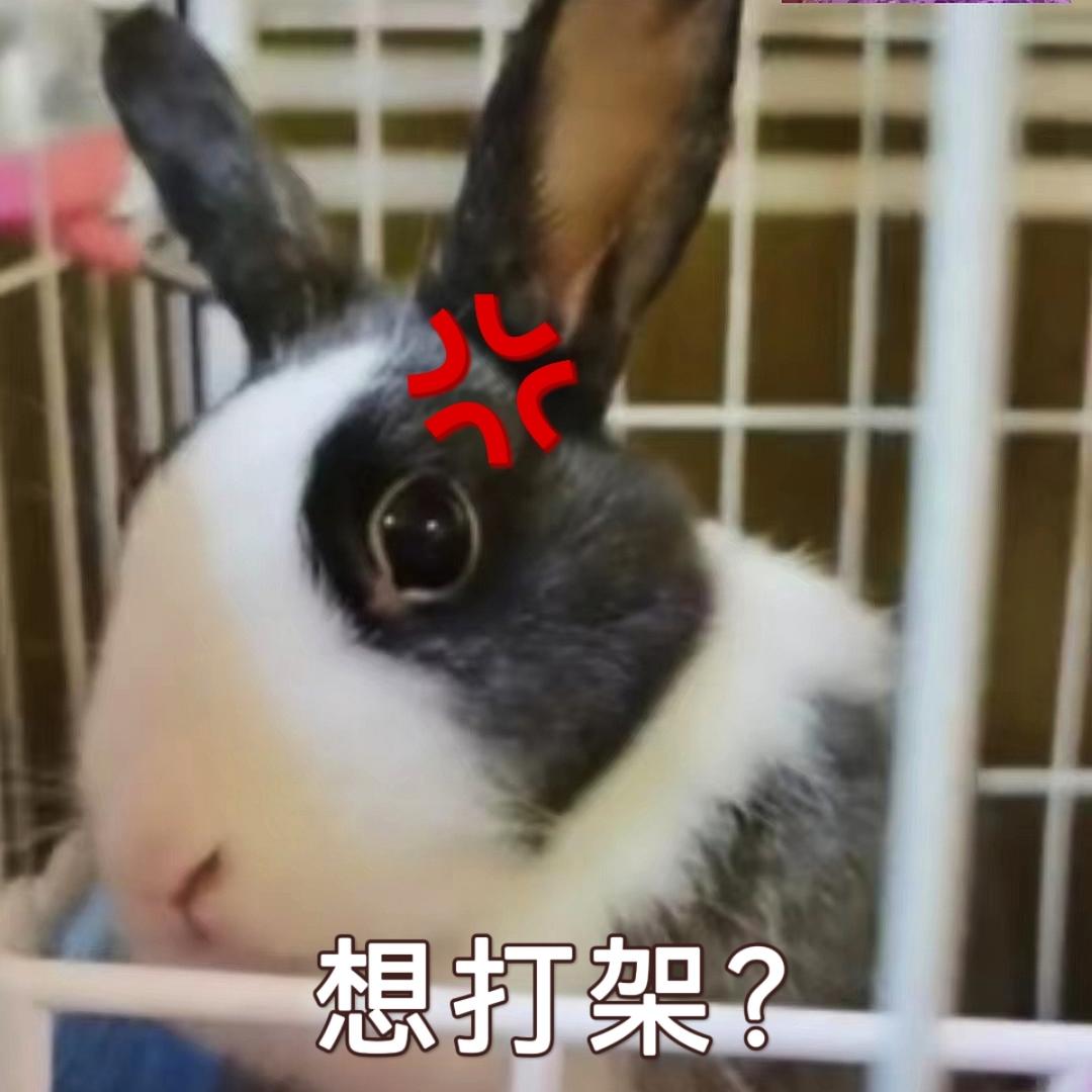 机智的桑桑大人