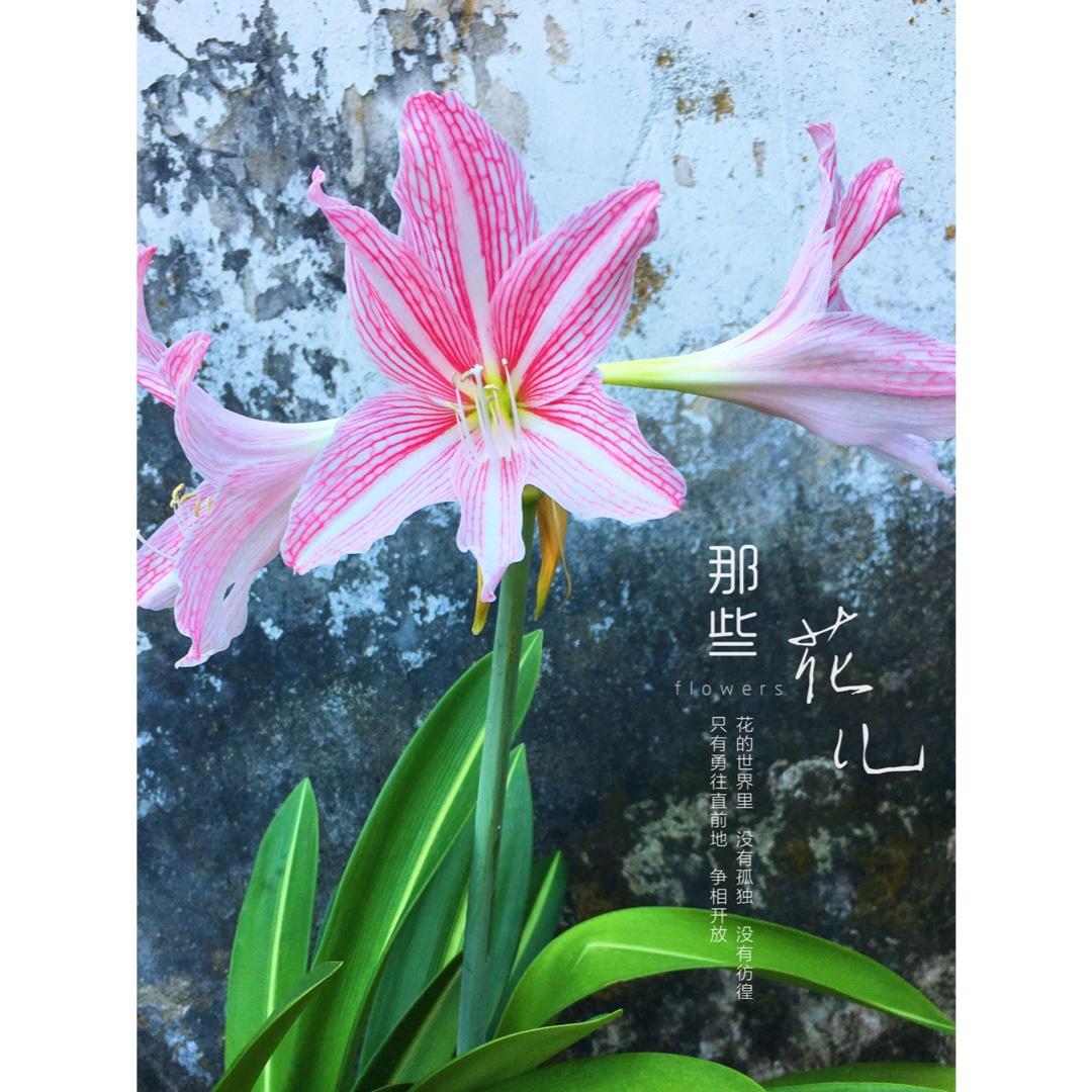 厨娘的花样show