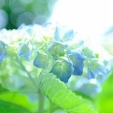 芝士焗伊麺