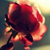 sandy_e10d