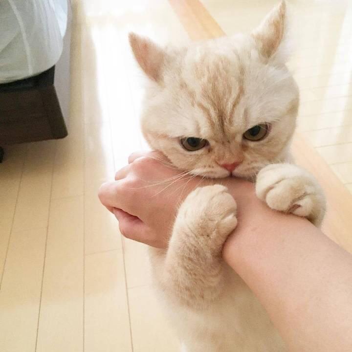 Qu大王