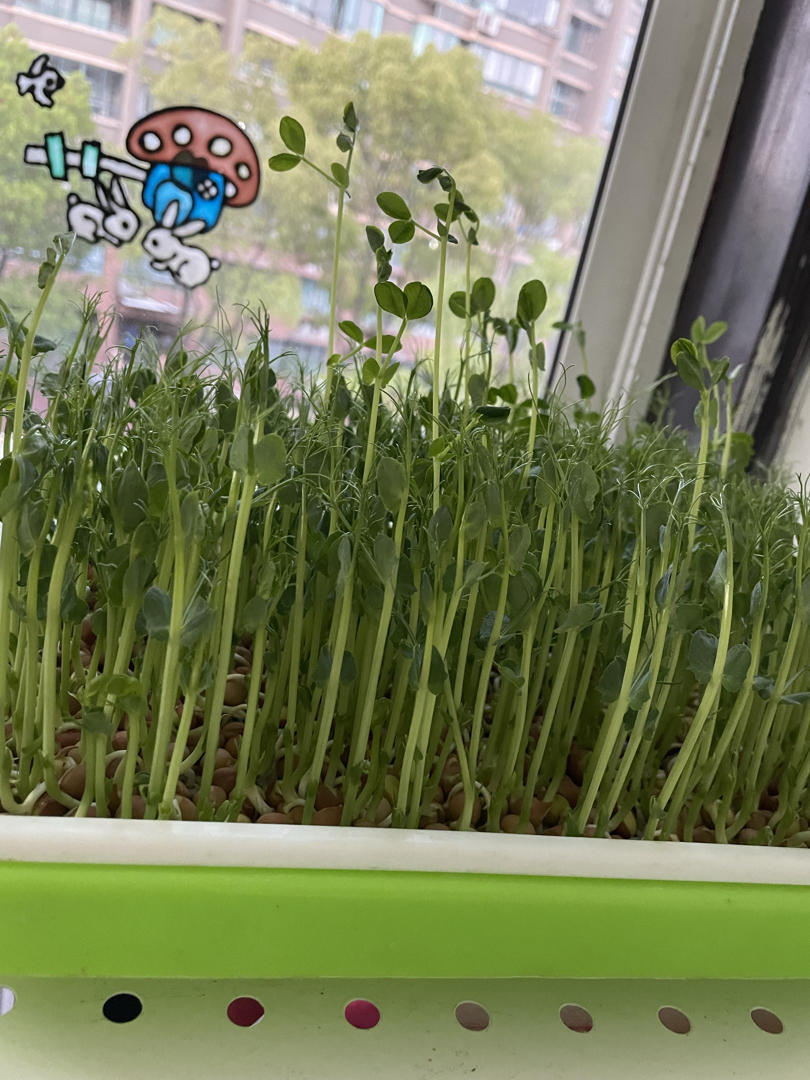 在家就能发发发的超级食物——各种豆芽