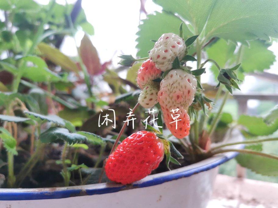 无添加！无失败！小白都能做！酸酸甜甜！小家伙最爱的草莓酱！