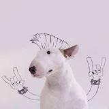 要减肥的吃货彬