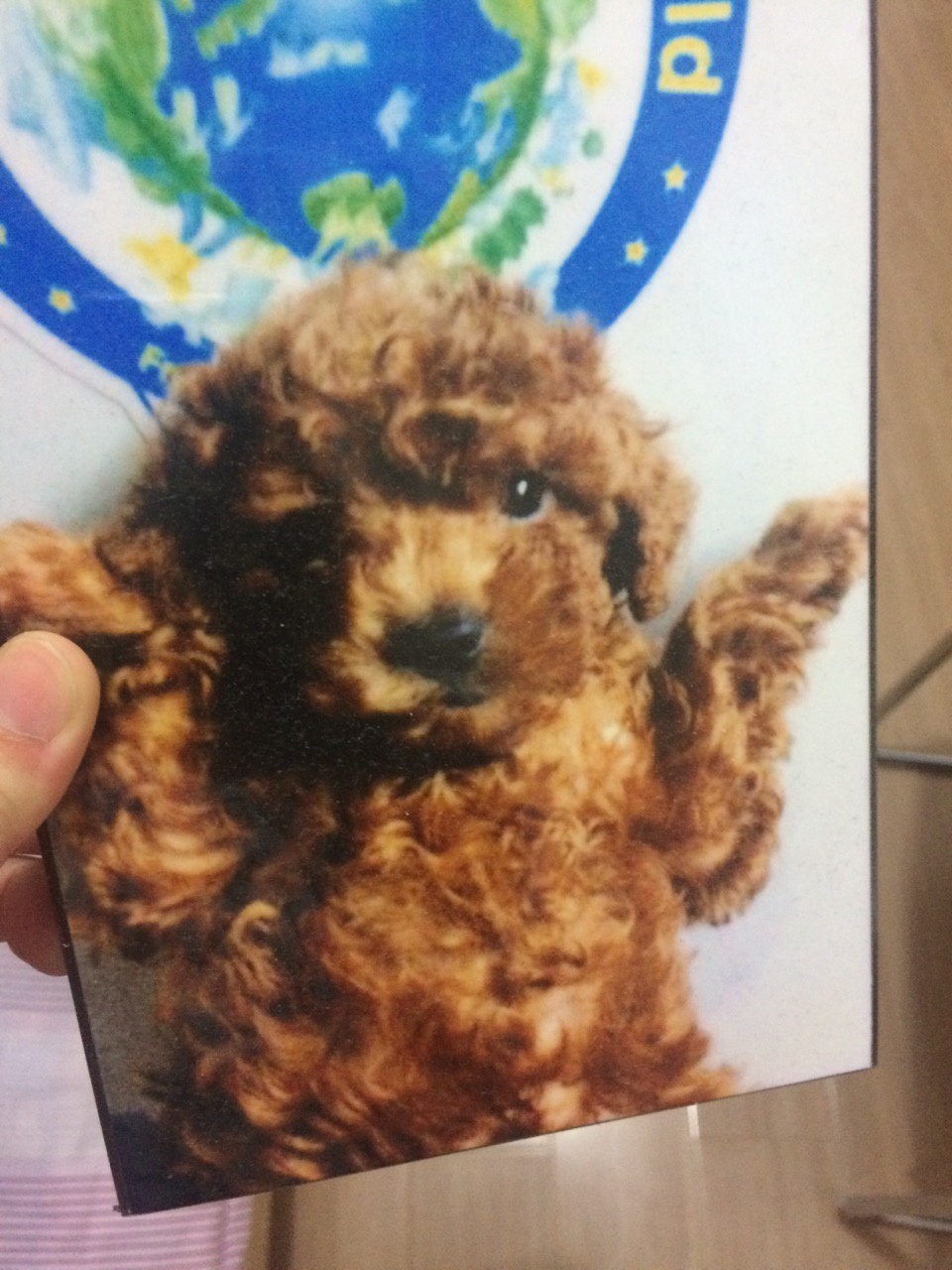 小猴子MoMonkey
