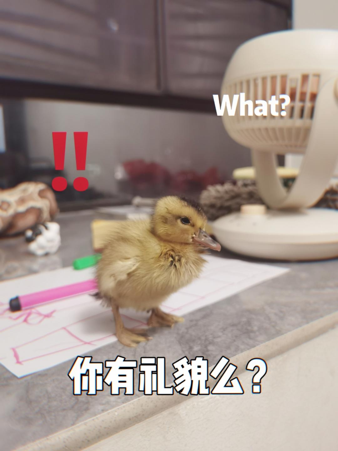 龙年有好事