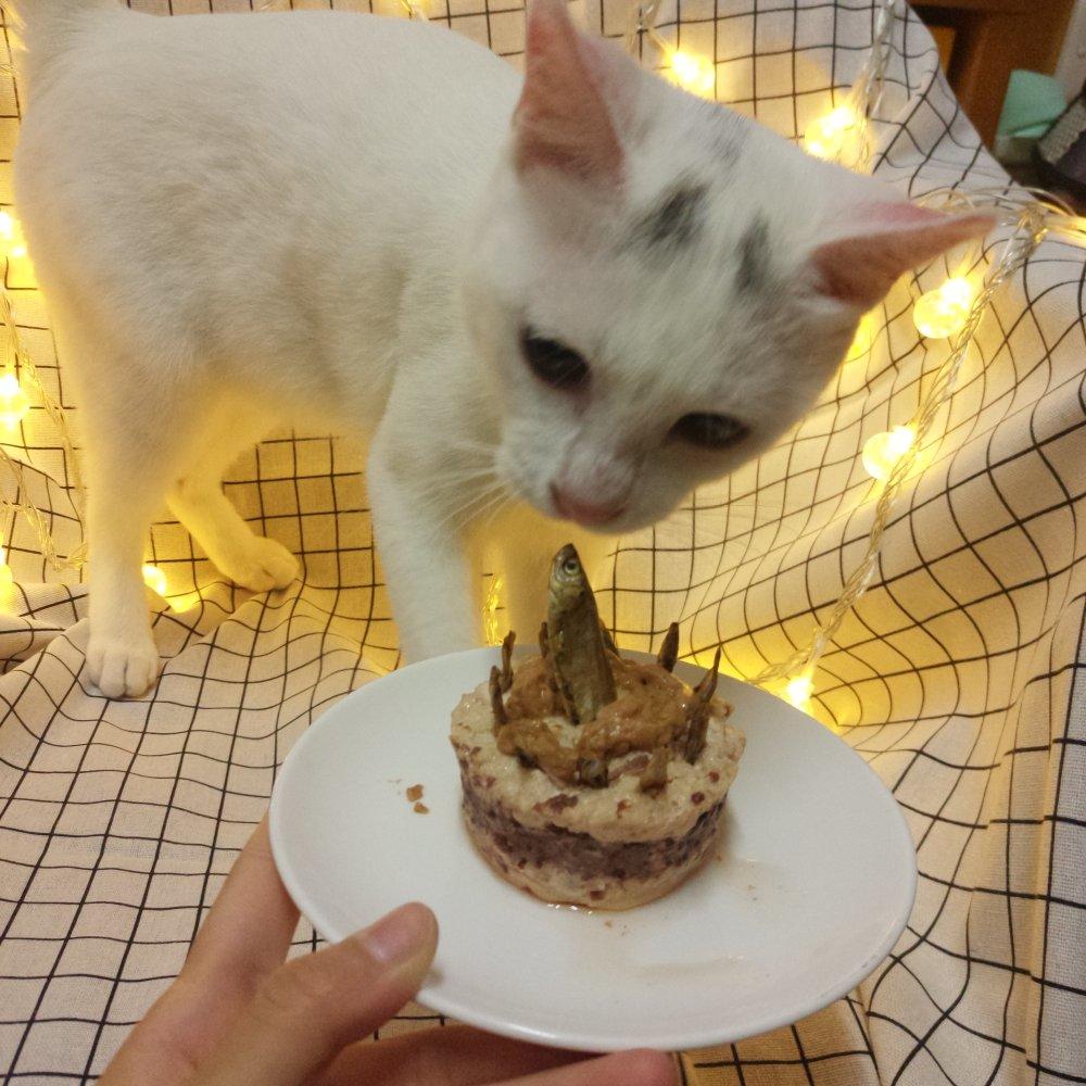 猫咪生日蛋糕←自制猫粮