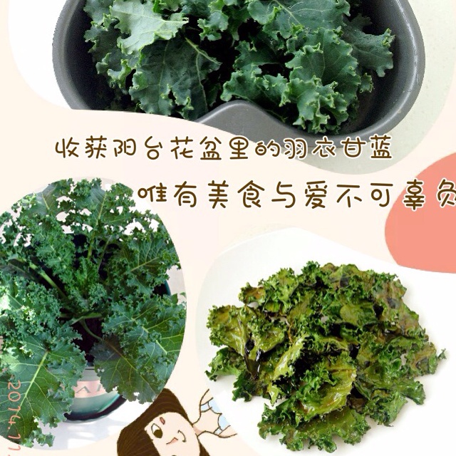 超级零食Kale chips羽衣甘蓝脆片