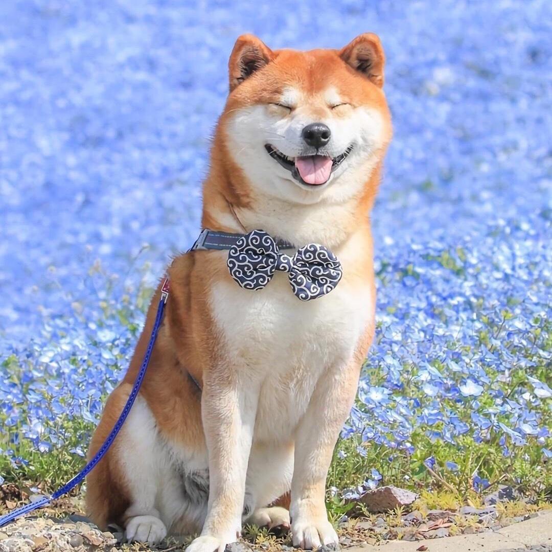 Maxbiubiu
