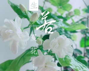 夏日限定下午茶茉莉花白茶饮的做法步骤图 Wo Ofay 下厨房 夏日限定下午茶茉莉花白茶饮的做法步骤图 Wo Ofay 下厨房