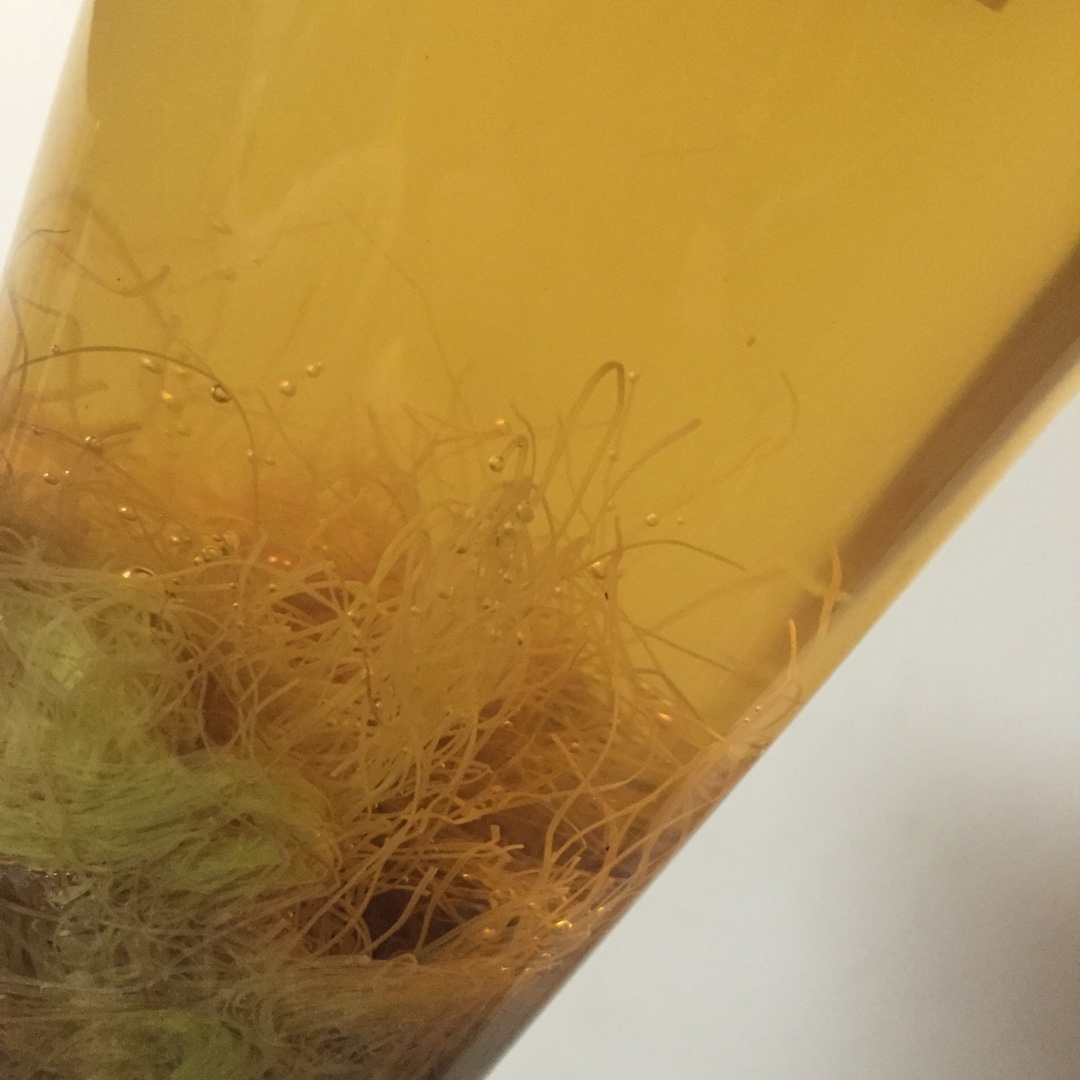 玉米须茶