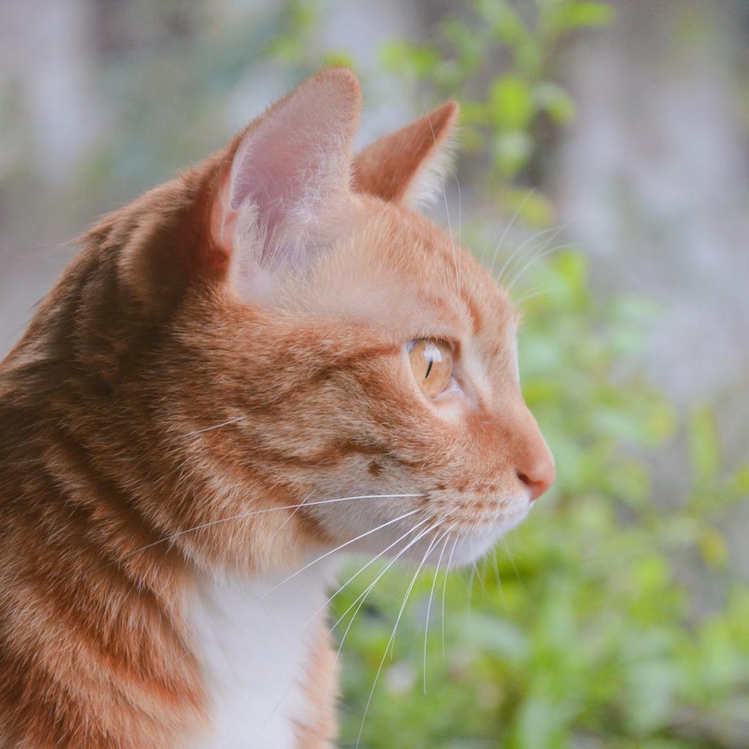 长颈鹿是一只猫