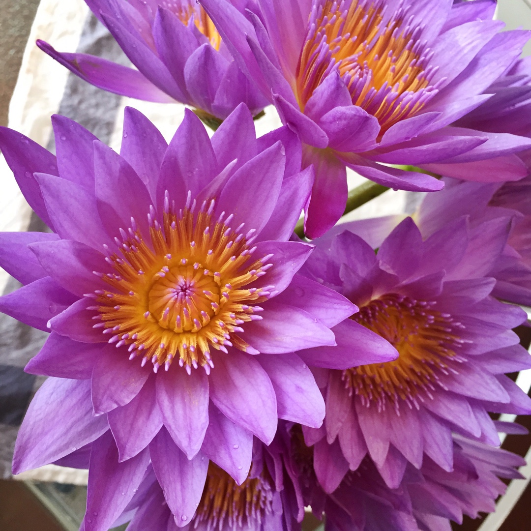 blue star少女杂货铺