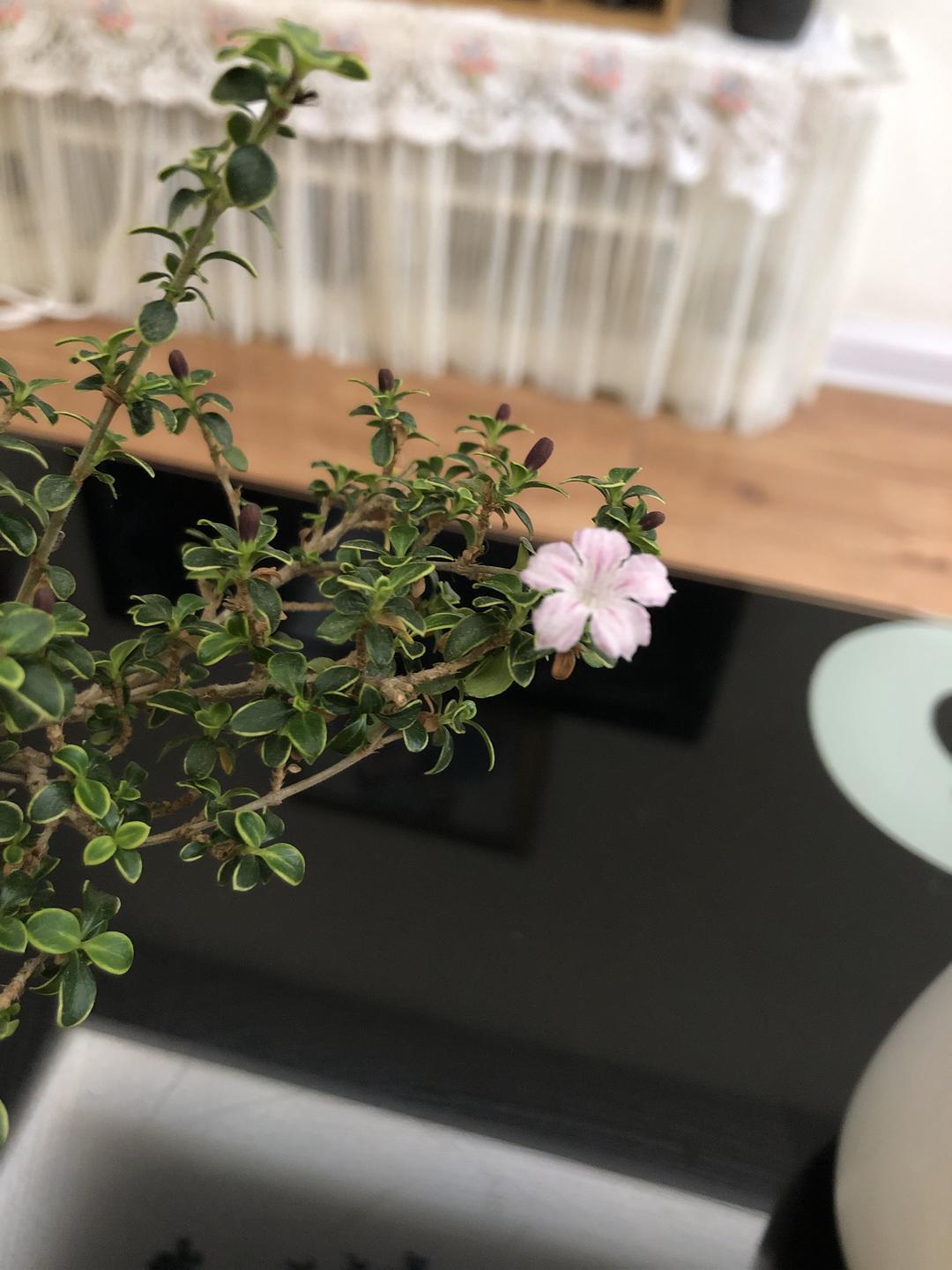 收纳整理（茶几）的做法