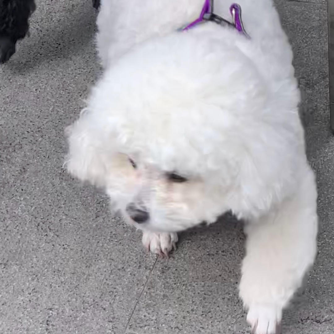 发福的机顶盒