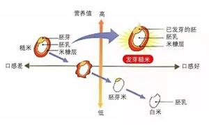 巧克力发糕的做法 步骤9