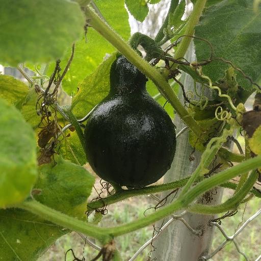 槐荫米其林大厨