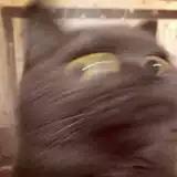 贪吃的豆哥