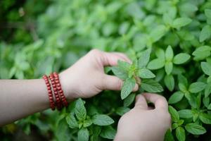 十香菜蒜汁捞面的做法 步骤2