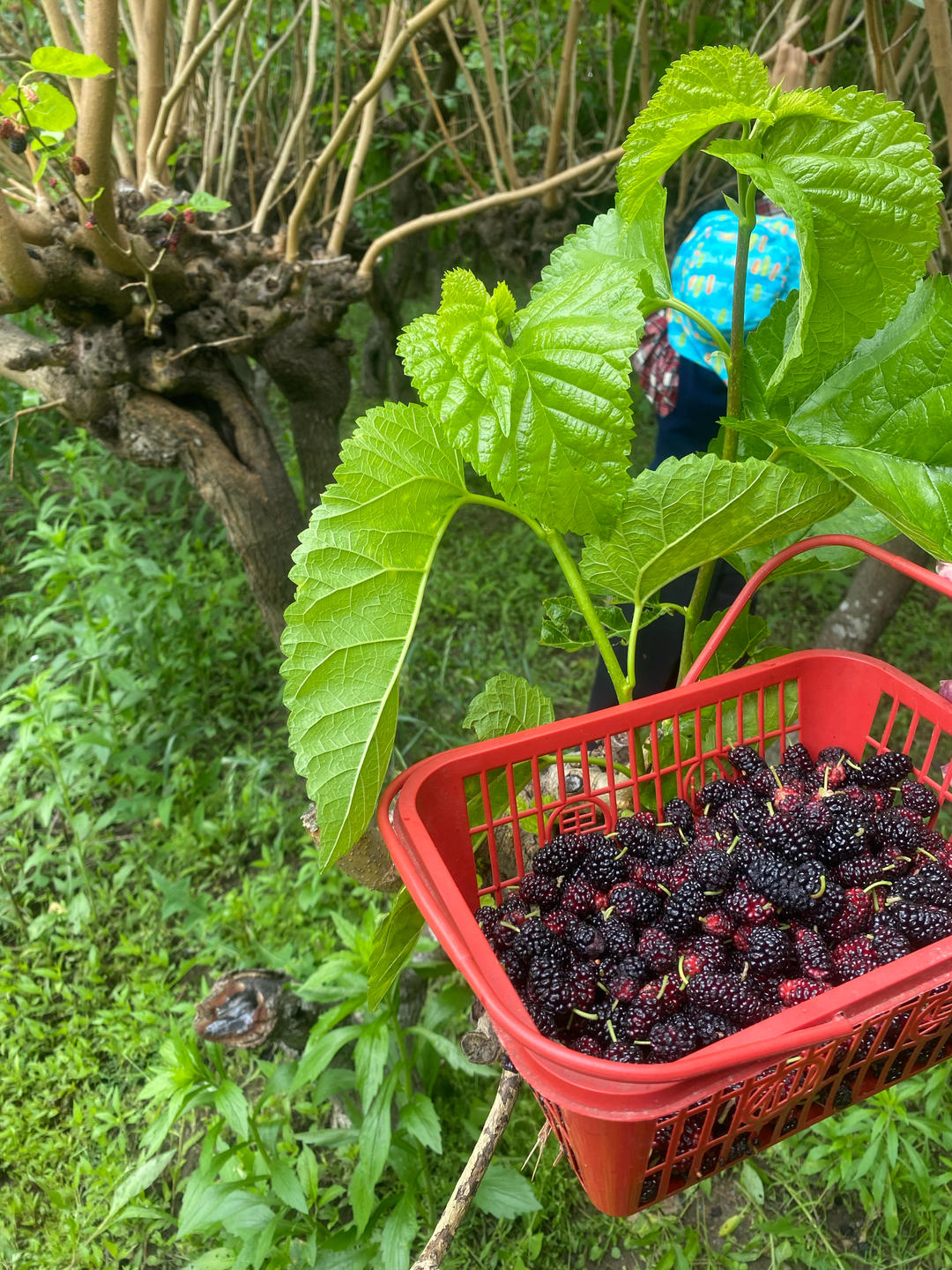 应季而食-桑果酱（惊喜版）