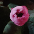 手机用户8182_op7k