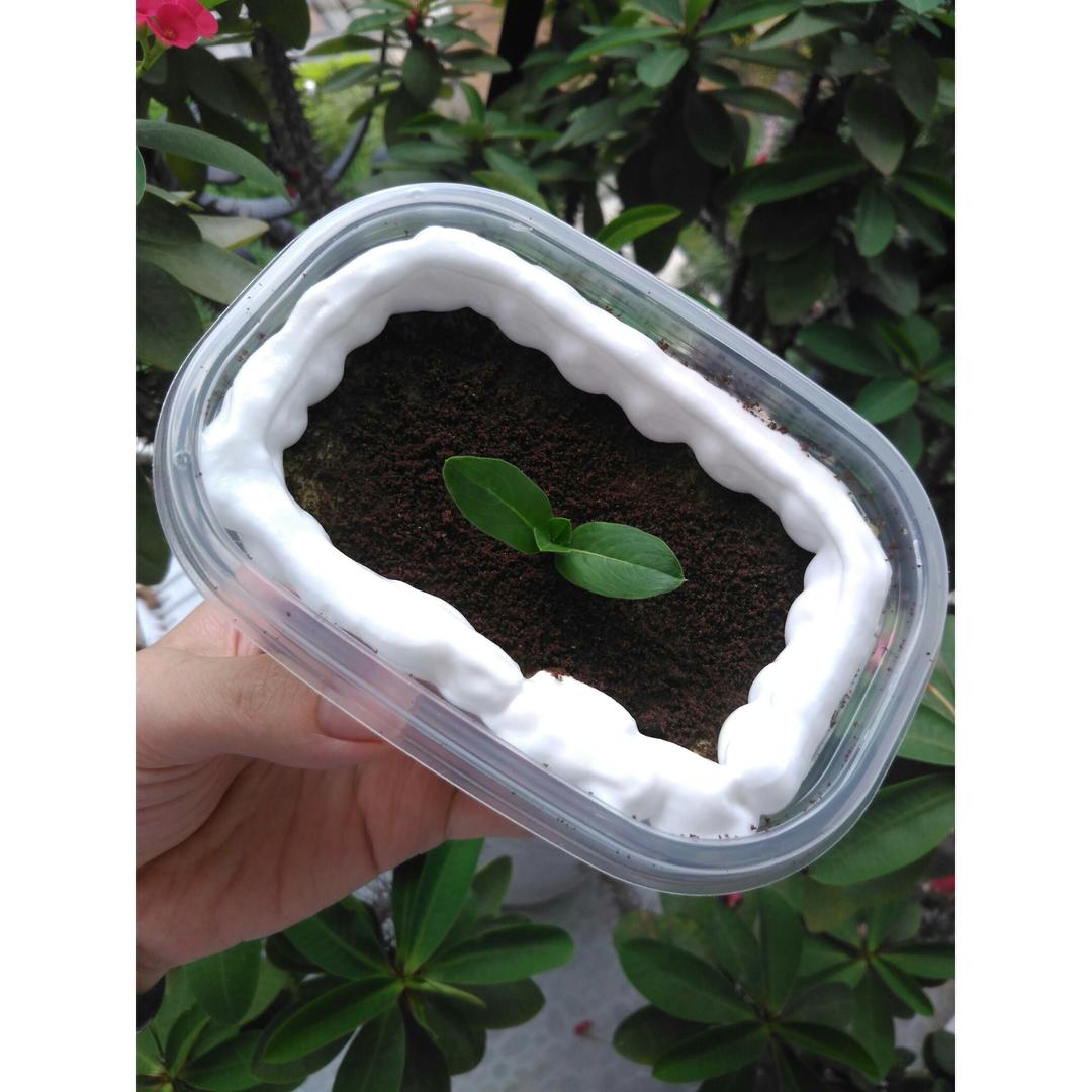 抹茶千层盒子
