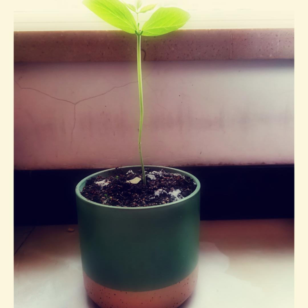 小熊猫邦邦