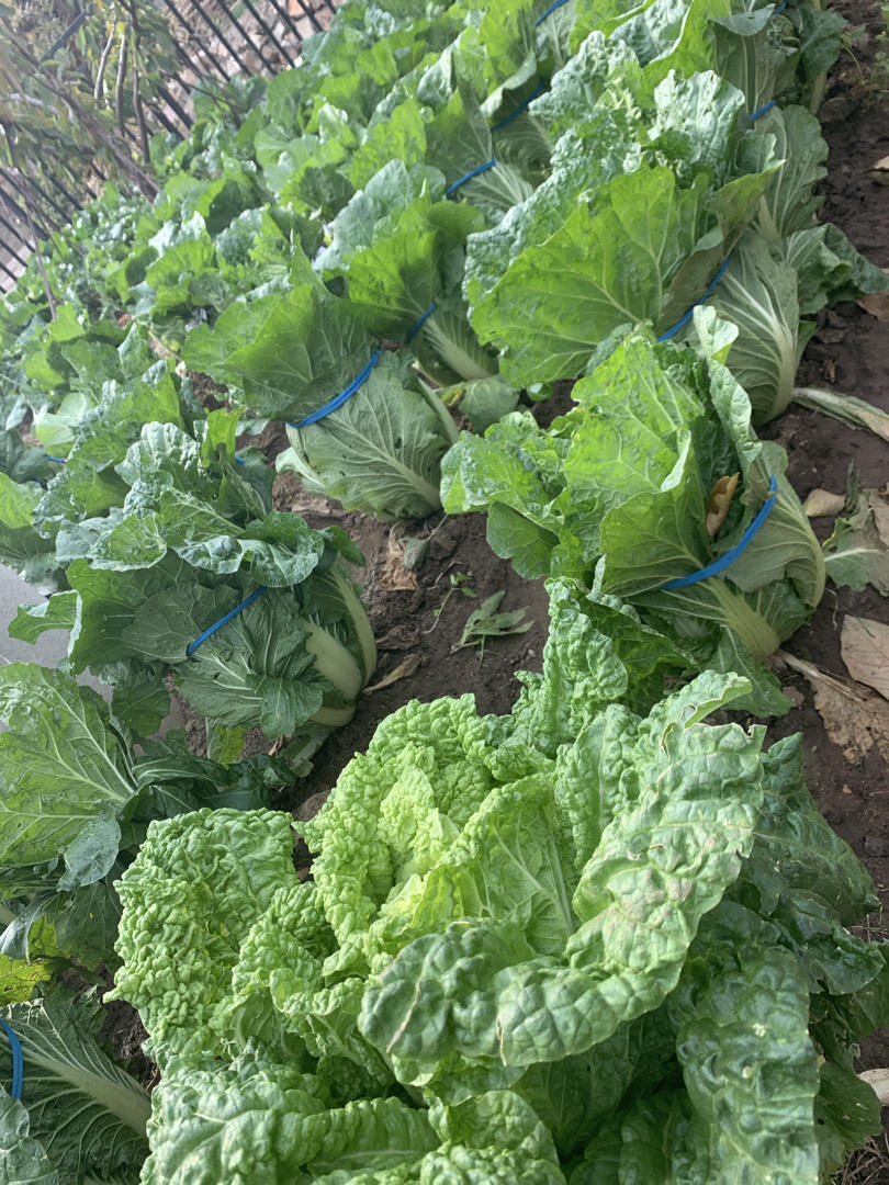 春天多吃素菜预防各种疾病，美味又养生，三种野菜