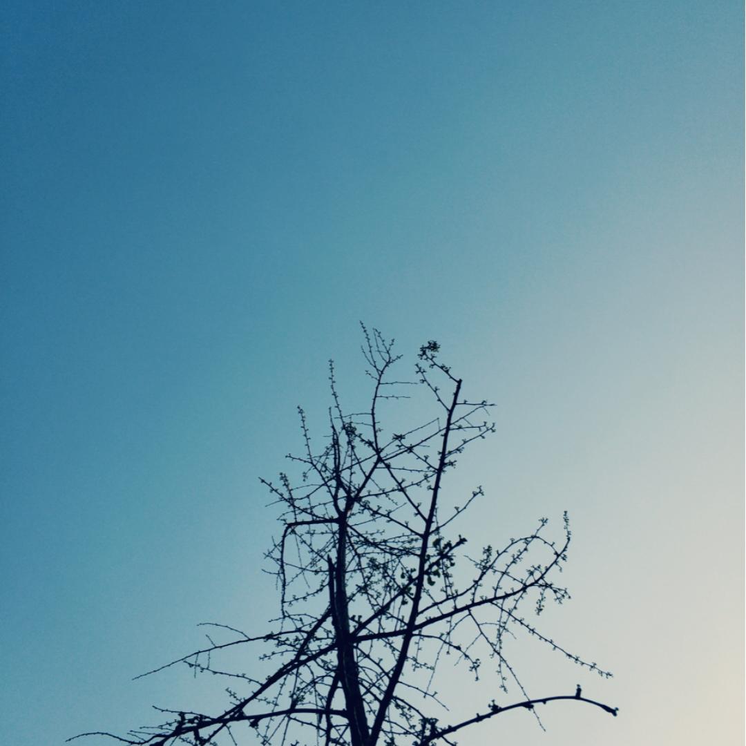 鸭血粉丝汤不要鸭血