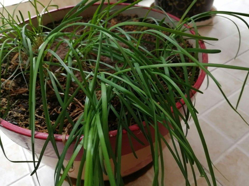 韭菜炒鸡蛋