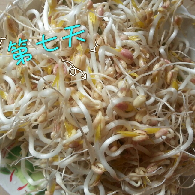 发绿豆芽