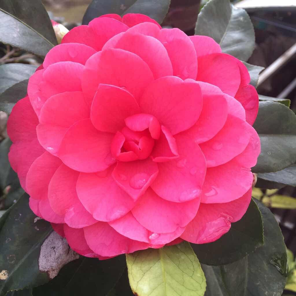 对孩子最好的爱是不吼