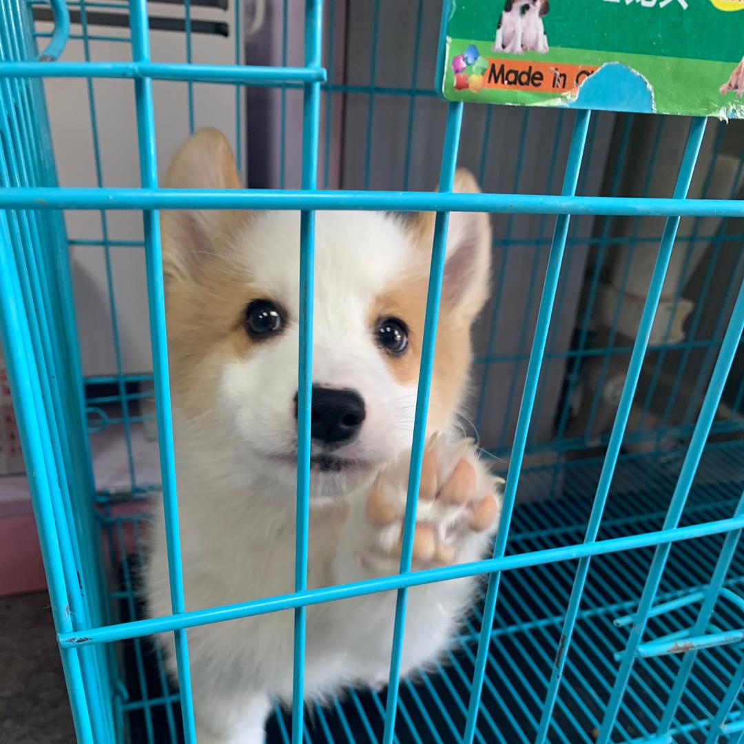 白小鸢
