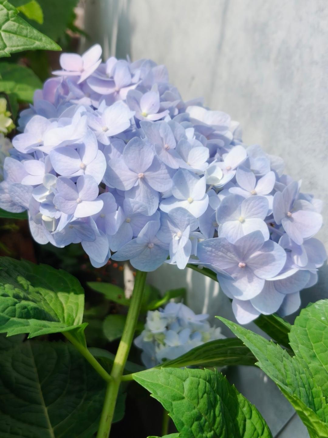 花食间