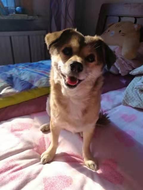 宠物的自我介绍