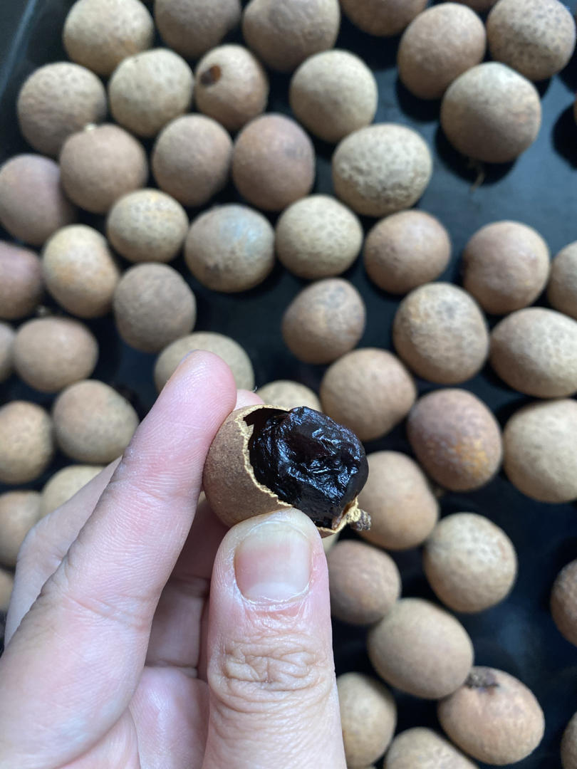 龙眼干桂圆干烤箱版的全部作品