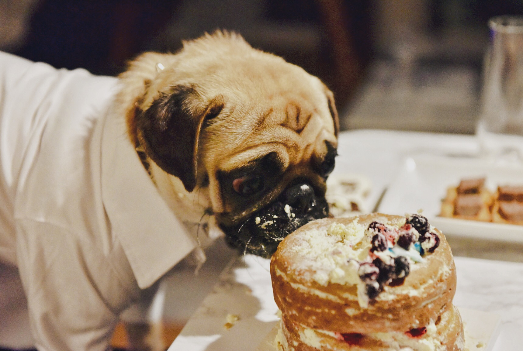 Sabi狗狗的一岁生日蛋糕——低油无糖南瓜蛋糕的做法