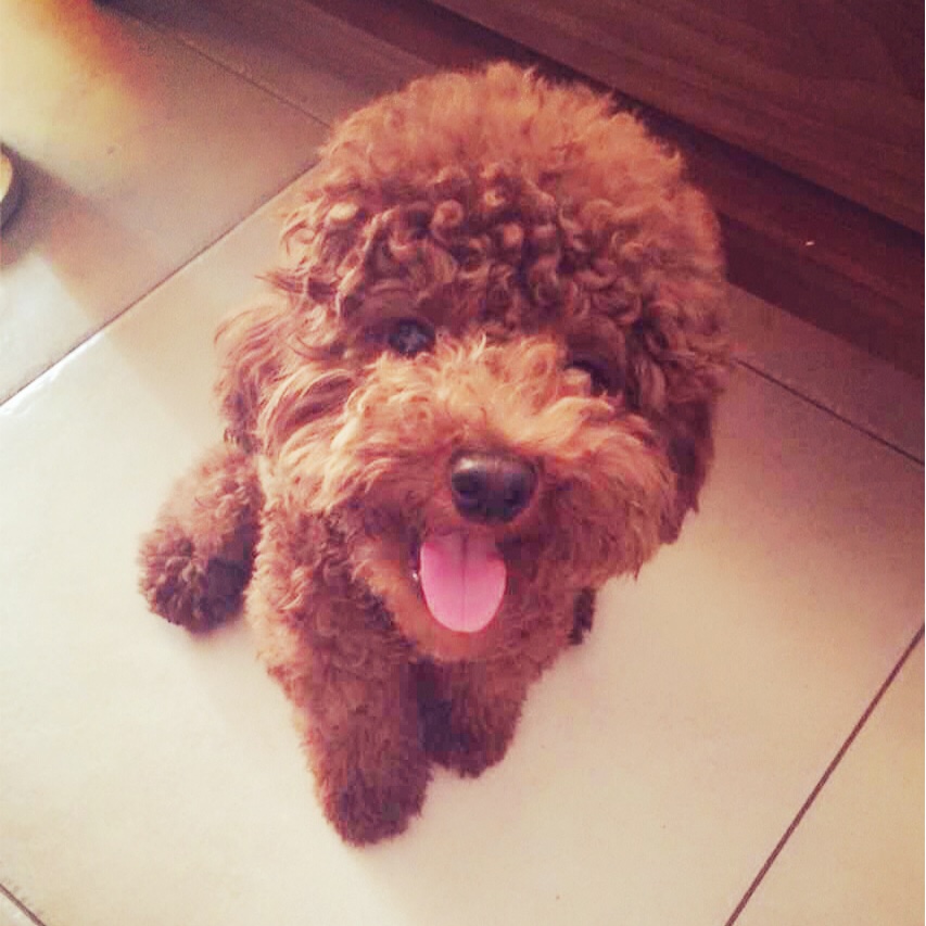 PAPAYA的弟弟是Mocha