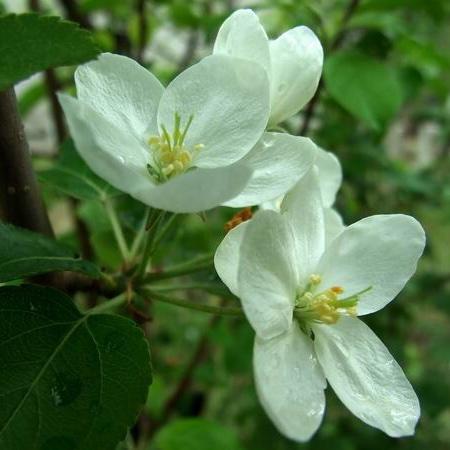 丁香花的约定