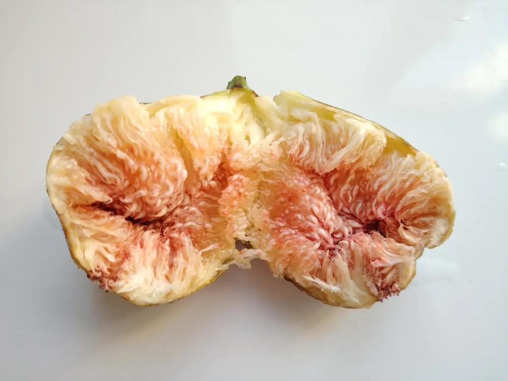 阳台花卉果蔬
