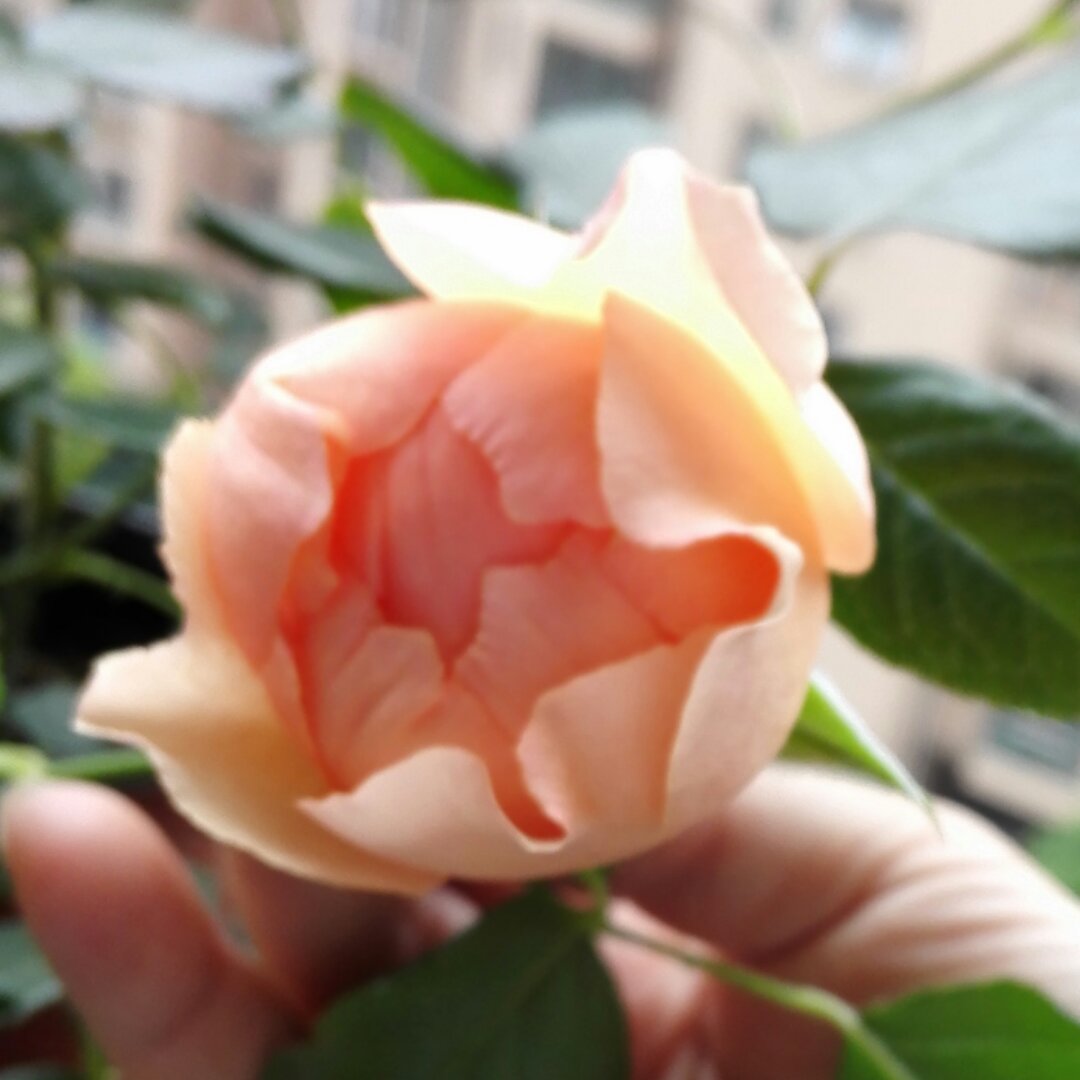 大个骆驼的美猫