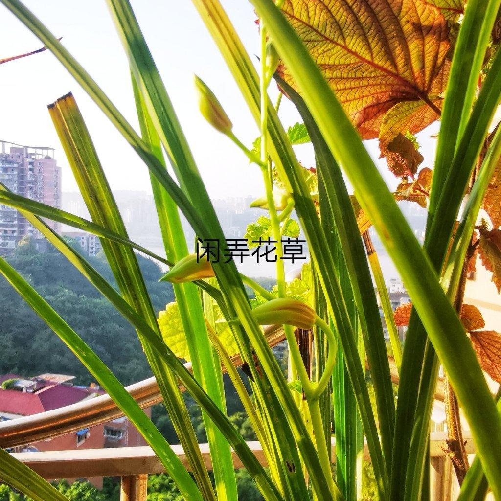 食花系 || 酥脆南瓜花