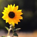 sunflower_3519