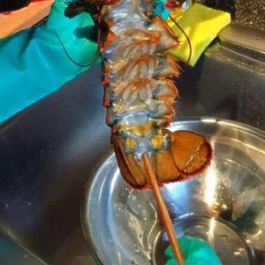 葱姜波士顿龙虾（解剖版）的做法 步骤3