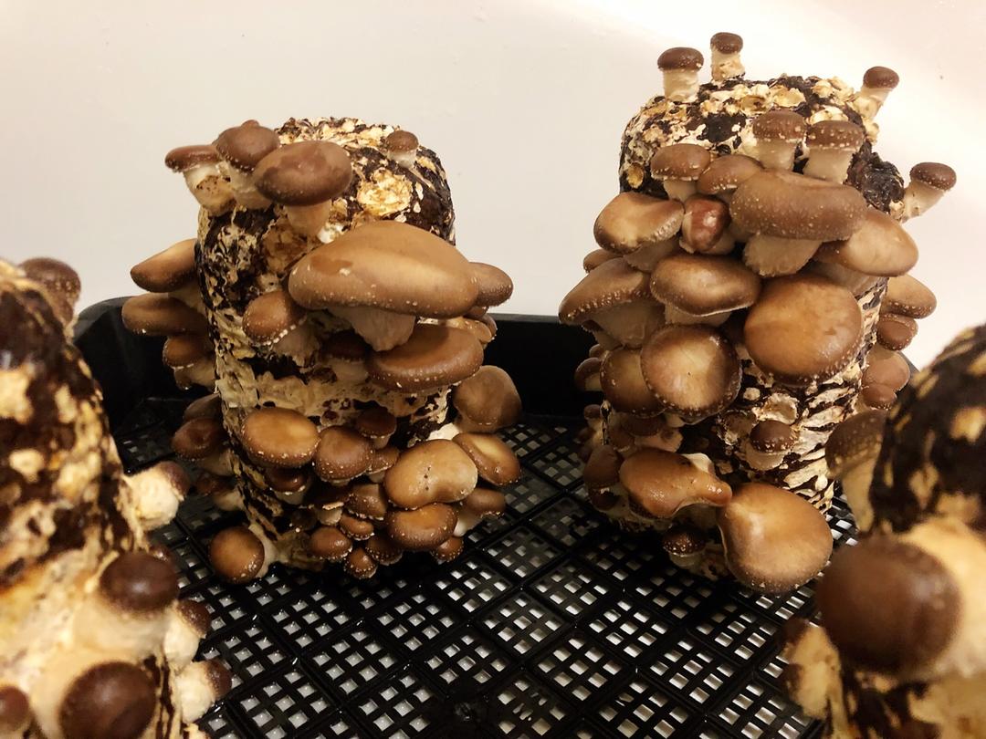 种蘑菇，养香菇，又好吃又好看