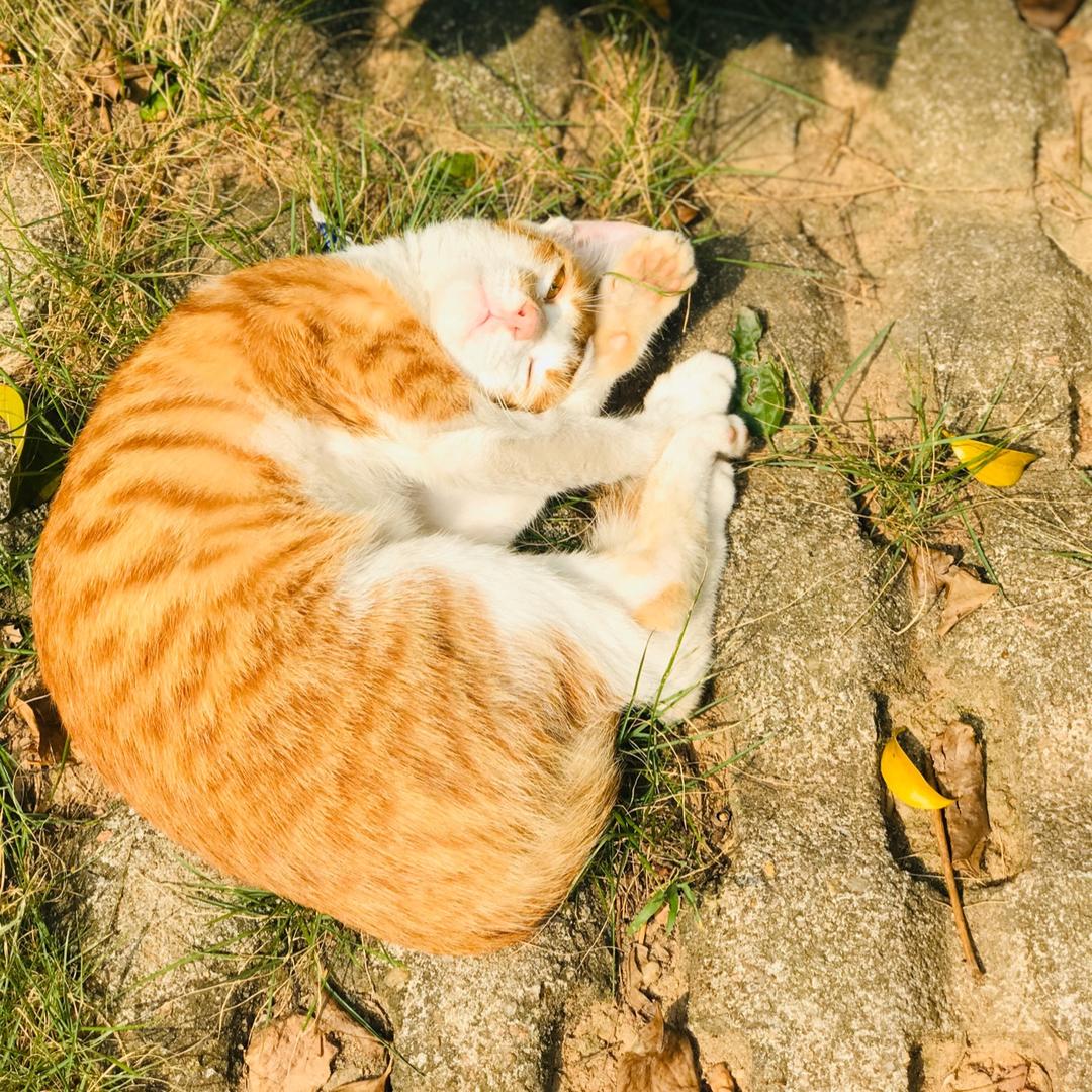 左屁股