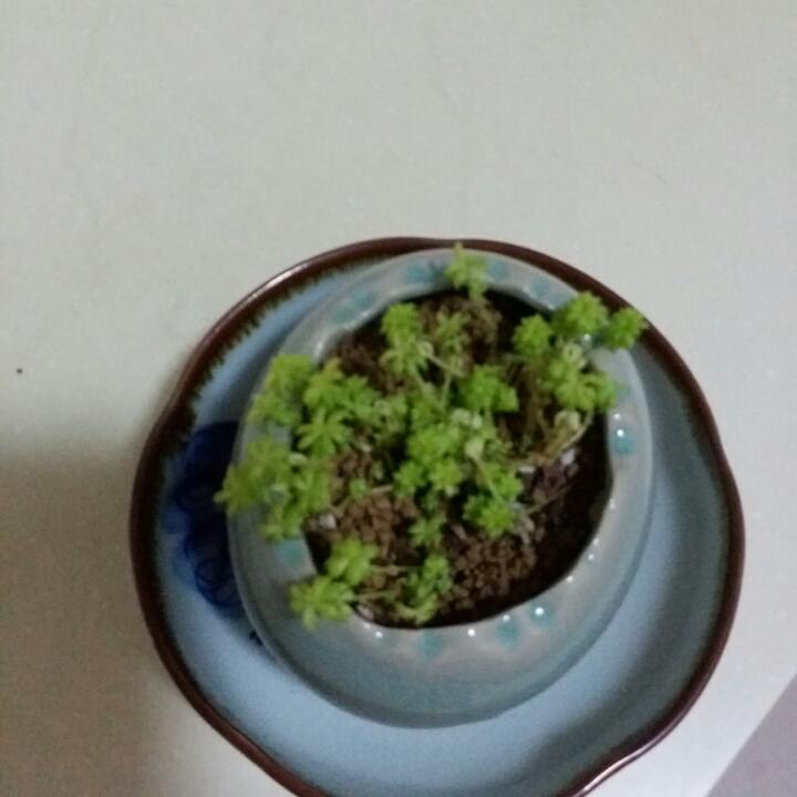 小苏苏70