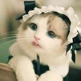 萌哒哒的狸子