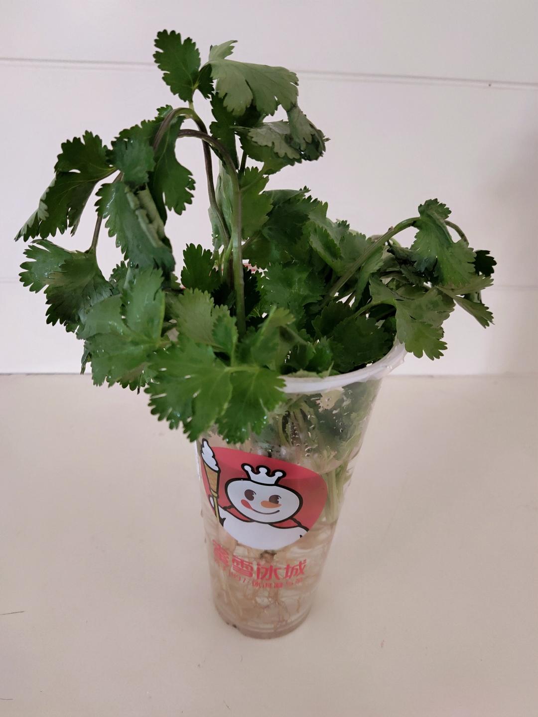 香菜保存方法：放冰箱养